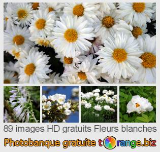 Banque d'images tOrange offre des photos libres de la section:  fleurs-blanches