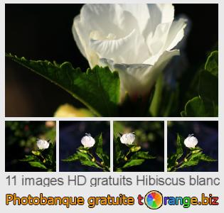 Banque d'images tOrange offre des photos libres de la section:  hibiscus-blanc