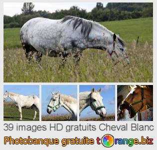 Banque d'images tOrange offre des photos libres de la section:  cheval-blanc