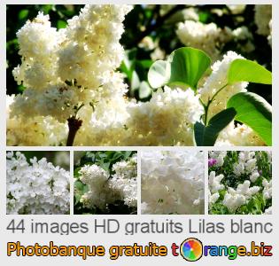 Banque d'images tOrange offre des photos libres de la section:  lilas-blanc