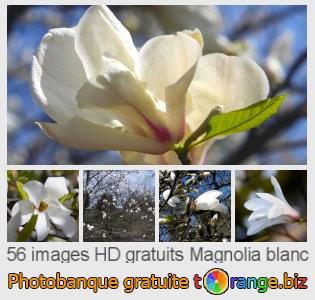 Banque d'images tOrange offre des photos libres de la section:  magnolia-blanc