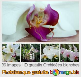 Banque d'images tOrange offre des photos libres de la section:  orchidées-blanches