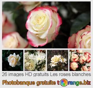 Banque d'images tOrange offre des photos libres de la section:  les-roses-blanches