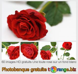 Banque d'images tOrange offre des photos libres de la section:  une-toute-rose-sur-un-fond-blanc