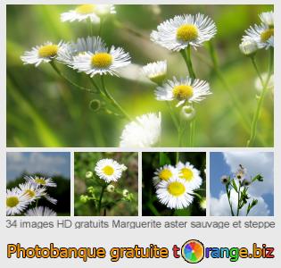 Banque d'images tOrange offre des photos libres de la section:  marguerite-aster-sauvage-et-steppe