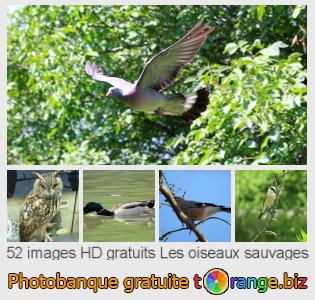 Banque d'images tOrange offre des photos libres de la section:  les-oiseaux-sauvages