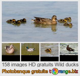 Banque d'images tOrange offre des photos libres de la section:  canards-sauvages