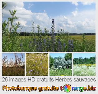 Banque d'images tOrange offre des photos libres de la section:  herbes-sauvages