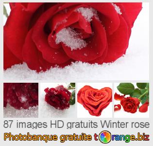 Banque d'images tOrange offre des photos libres de la section:  winter-rose