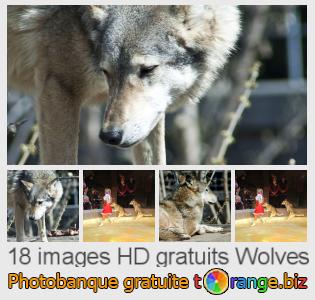 Banque d'images tOrange offre des photos libres de la section:  wolves