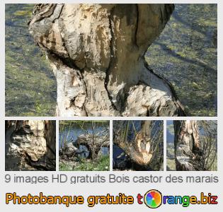 Banque d'images tOrange offre des photos libres de la section:  bois-castor-des-marais