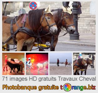 Banque d'images tOrange offre des photos libres de la section:  travaux-cheval