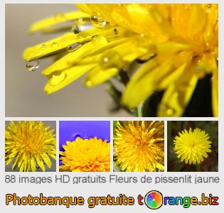 Banque d'images tOrange offre des photos libres de la section:  fleurs-de-pissenlit-jaune
