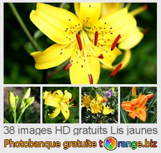 Banque d'images tOrange offre des photos libres de la section:  lis-jaunes