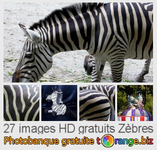 Banque d'images tOrange offre des photos libres de la section:  zèbres