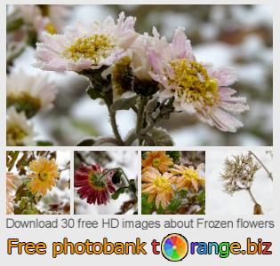 images free photo bank tOrange offers free photos from the section:  frozen-flowers