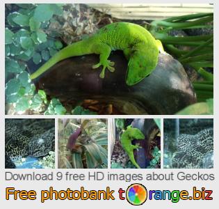 images free photo bank tOrange offers free photos from the section:  geckos