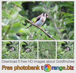 images free photo bank tOrange offers free photos from the section:  goldfinches