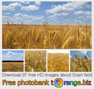 images free photo bank tOrange offers free photos from the section:  grain-field