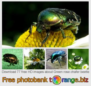 images free photo bank tOrange offers free photos from the section:  green-rose-chafer-beetle