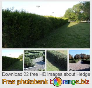 images free photo bank tOrange offers free photos from the section:  hedge