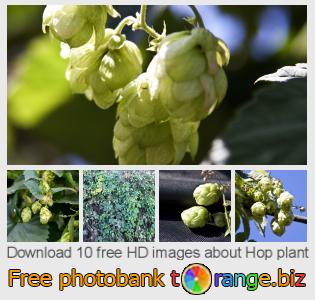 images free photo bank tOrange offers free photos from the section:  hop-plant