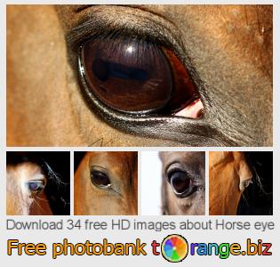 images free photo bank tOrange offers free photos from the section:  horse-eye