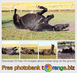 images free photo bank tOrange offers free photos from the section:  horse-lying-ground