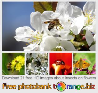 images free photo bank tOrange offers free photos from the section:  insects-flowers