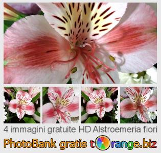 Banca Immagine di tOrange offre foto gratis nella sezione:  alstroemeria-fiori
