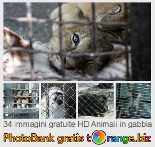 Banca Immagine di tOrange offre foto gratis nella sezione:  animali-gabbia