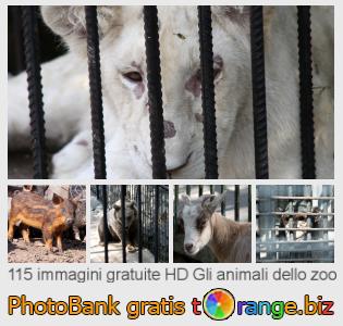 Banca Immagine di tOrange offre foto gratis nella sezione:  gli-animali-dello-zoo