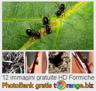 Banca Immagine di tOrange offre foto gratis nella sezione:  formiche