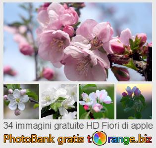 Banca Immagine di tOrange offre foto gratis nella sezione:  fiori-di-apple