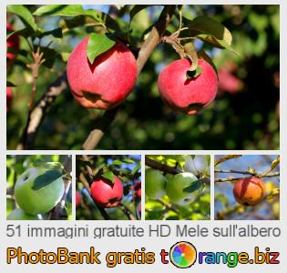 Banca Immagine di tOrange offre foto gratis nella sezione:  mele-sullalbero