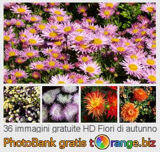 Banca Immagine di tOrange offre foto gratis nella sezione:  fiori-di-autunno