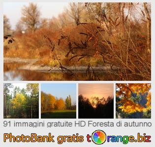 Banca Immagine di tOrange offre foto gratis nella sezione:  foresta-di-autunno