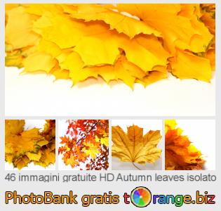Banca Immagine di tOrange offre foto gratis nella sezione:  autumn-leaves-isolato