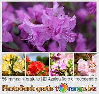 Banca Immagine di tOrange offre foto gratis nella sezione:  azalea-fiore-di-rododendro