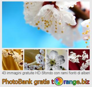 Banca Immagine di tOrange offre foto gratis nella sezione:  sfondo-con-rami-fioriti-di-alberi