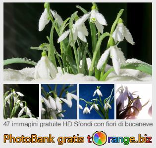 Banca Immagine di tOrange offre foto gratis nella sezione:  sfondi-con-fiori-di-bucaneve