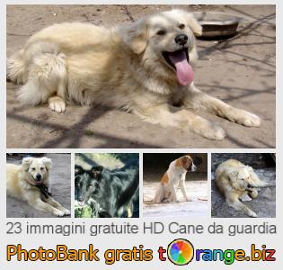 Banca Immagine di tOrange offre foto gratis nella sezione:  cane-da-guardia