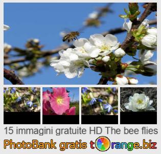 Banca Immagine di tOrange offre foto gratis nella sezione:  le-mosche-ape