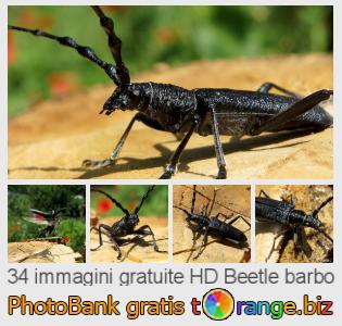 Banca Immagine di tOrange offre foto gratis nella sezione:  beetle-barbo