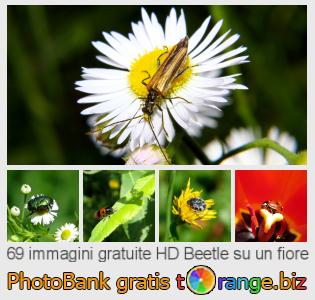 Banca Immagine di tOrange offre foto gratis nella sezione:  beetle-su-un-fiore