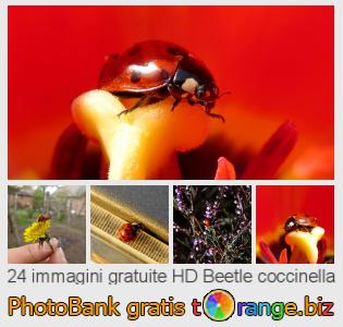 Banca Immagine di tOrange offre foto gratis nella sezione:  beetle-coccinella