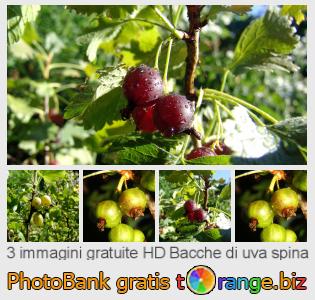 Banca Immagine di tOrange offre foto gratis nella sezione:  bacche-di-uva-spina