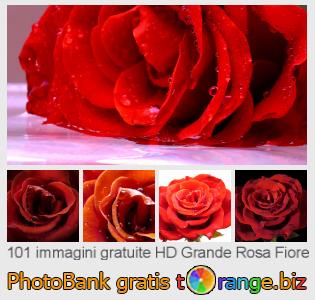 Banca Immagine di tOrange offre foto gratis nella sezione:  grande-rosa-fiore