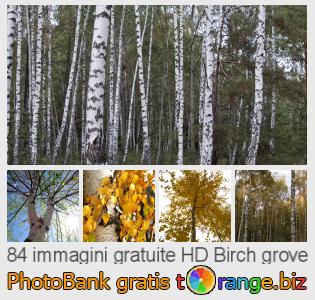 Banca Immagine di tOrange offre foto gratis nella sezione:  birch-grove