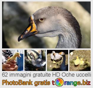 Banca Immagine di tOrange offre foto gratis nella sezione:  oche-uccelli
